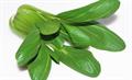 Brassica oleracea var. chinensis